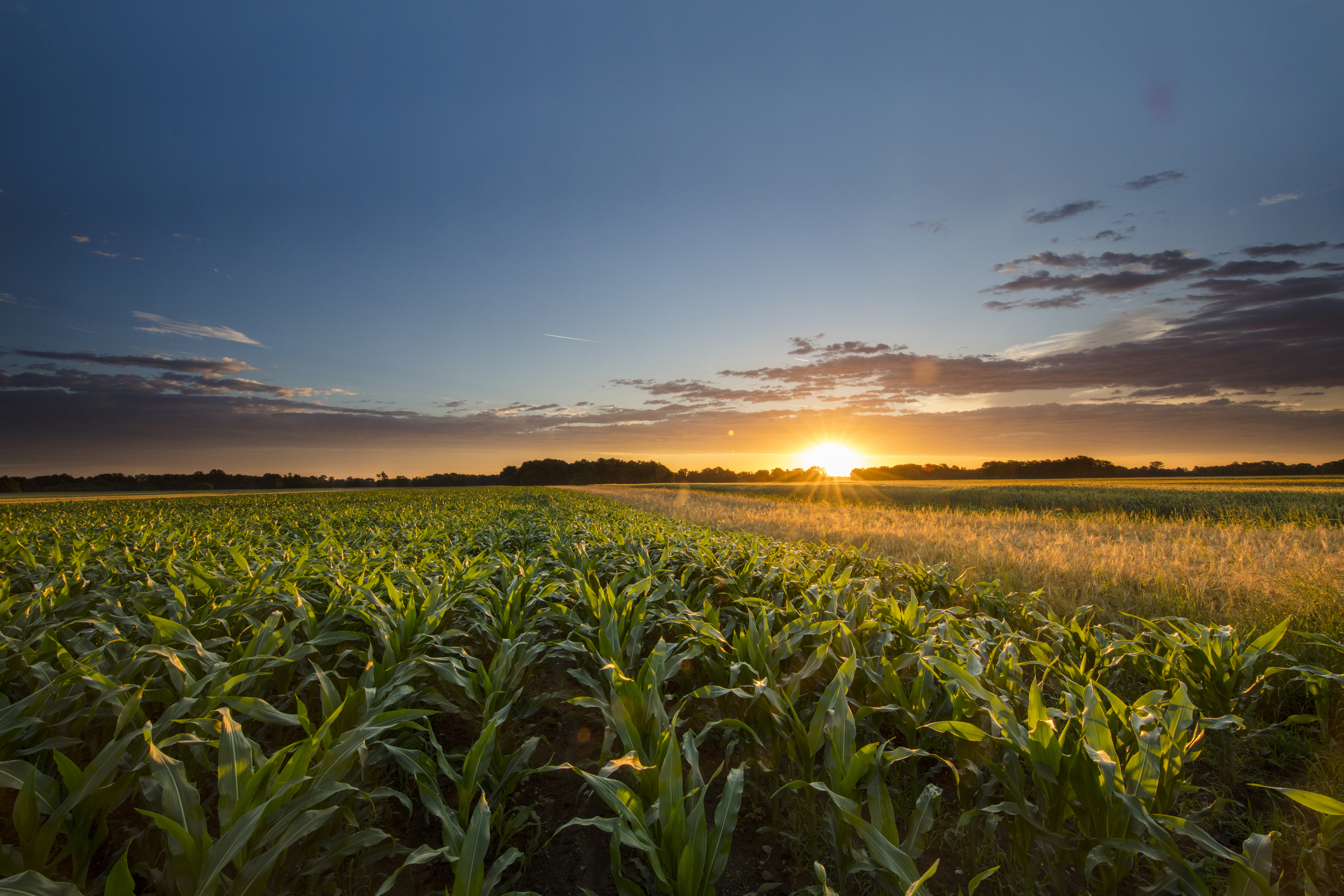 Beautiful view of corn farm. Cereal plants are growing on field during sunset. Scenic view of agricultural land against sky.