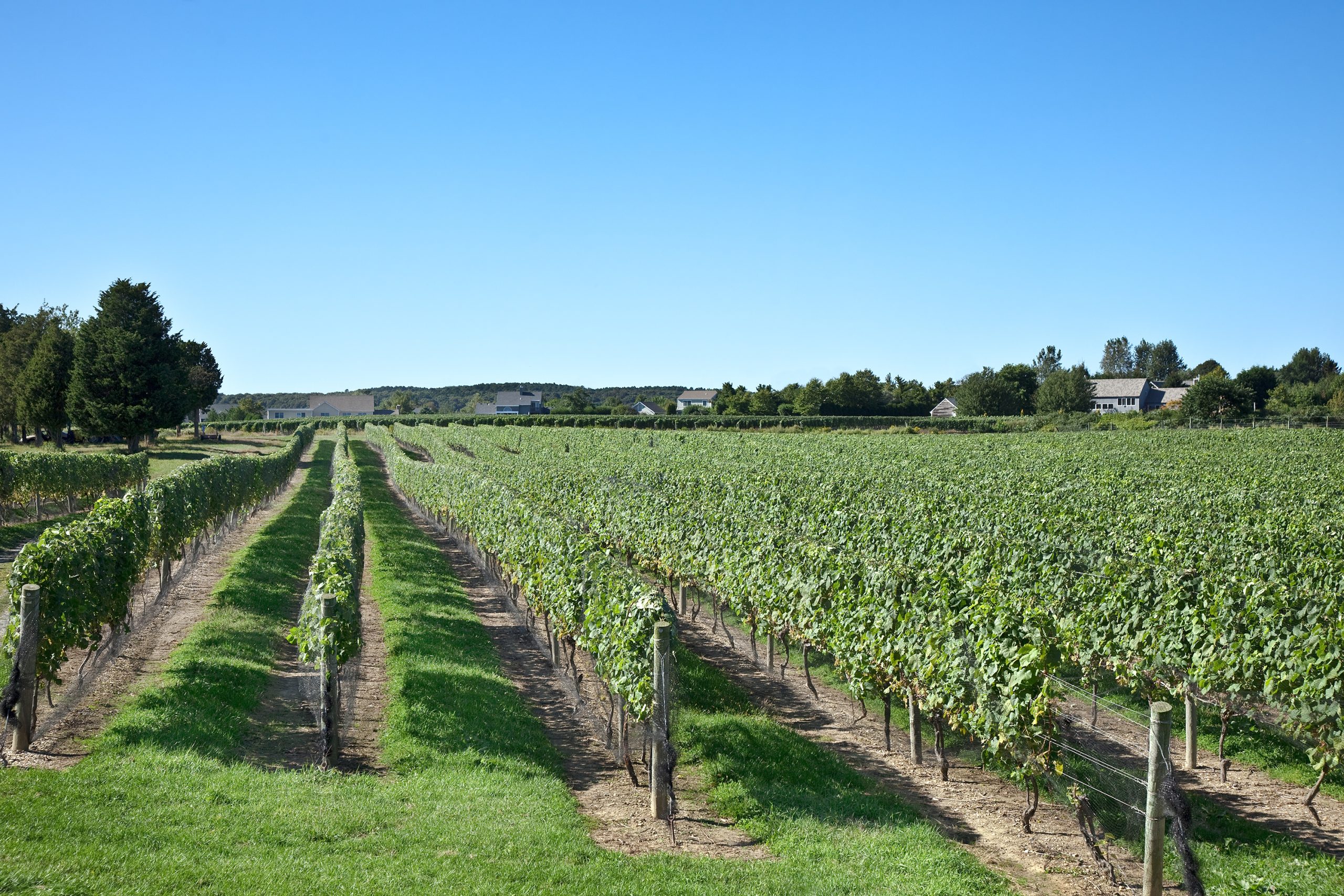 A Long Ilsand Vineyard